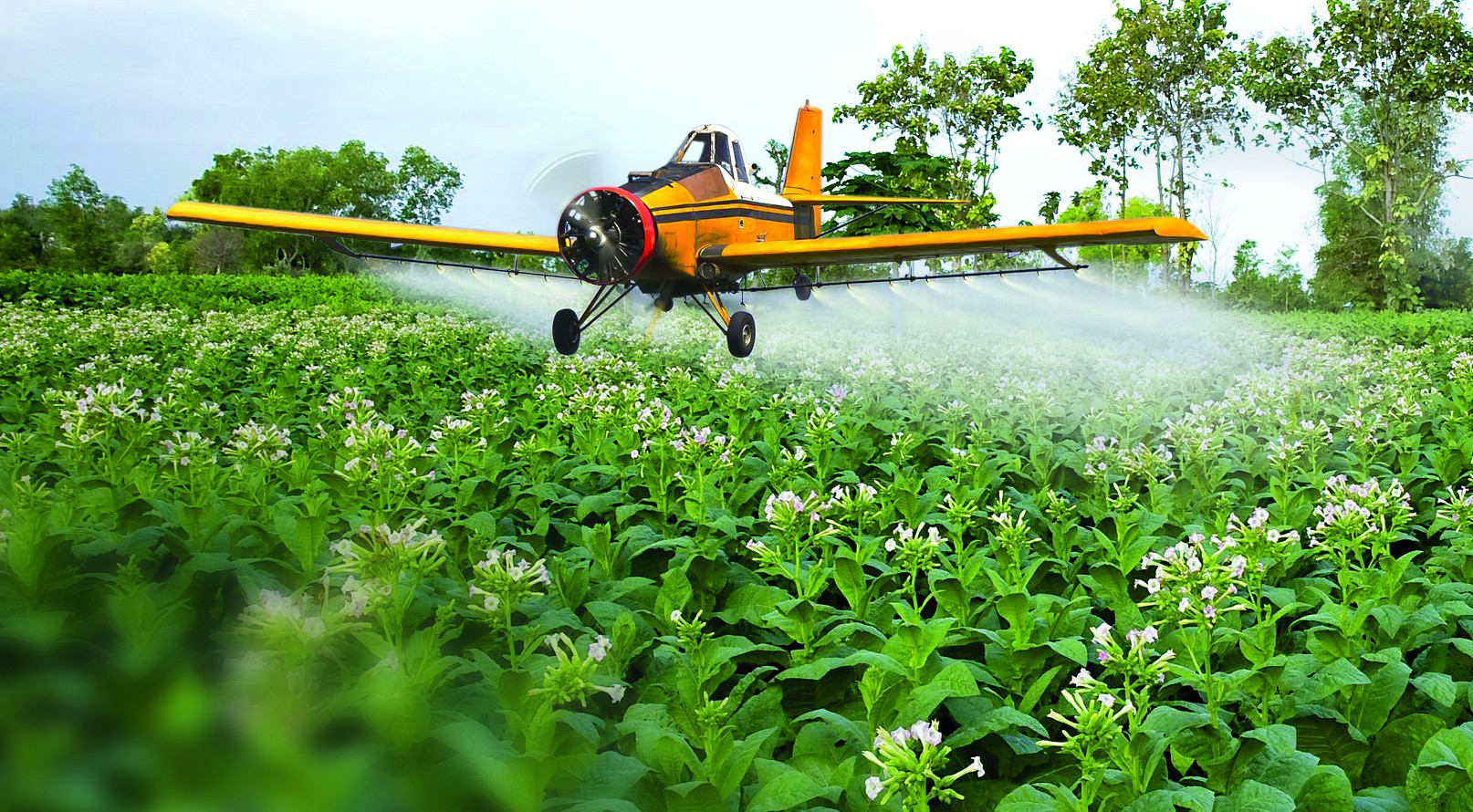 Pesticida DDT é associado ao câncer de mama