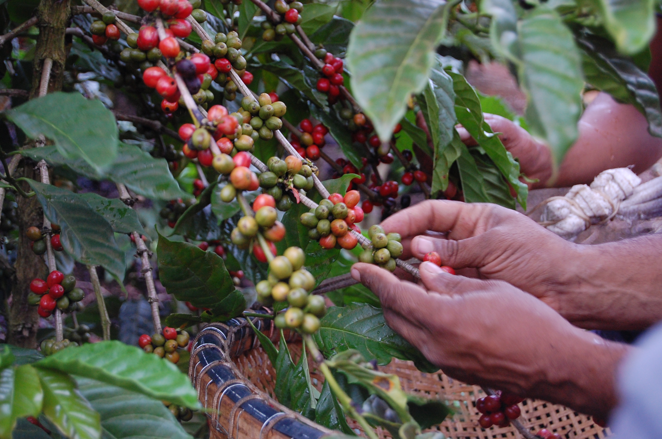 Governo ES - Semana Nacional do Café (Coffees) chega a Vitória com