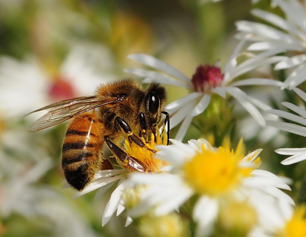 O néctar da biodiversidade